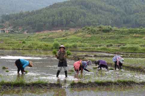 Visit to Bhutan in July and August when village folks plant Paddy