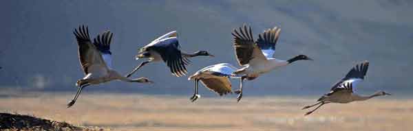 The black-necked cranes of Phobjikha valley.