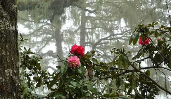 Rhododendron festival Bhutan 2023 is held at Lam Pelri Botanical Garden.