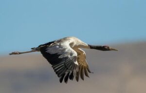 Black necked Cranes in Phobjikha Valley.